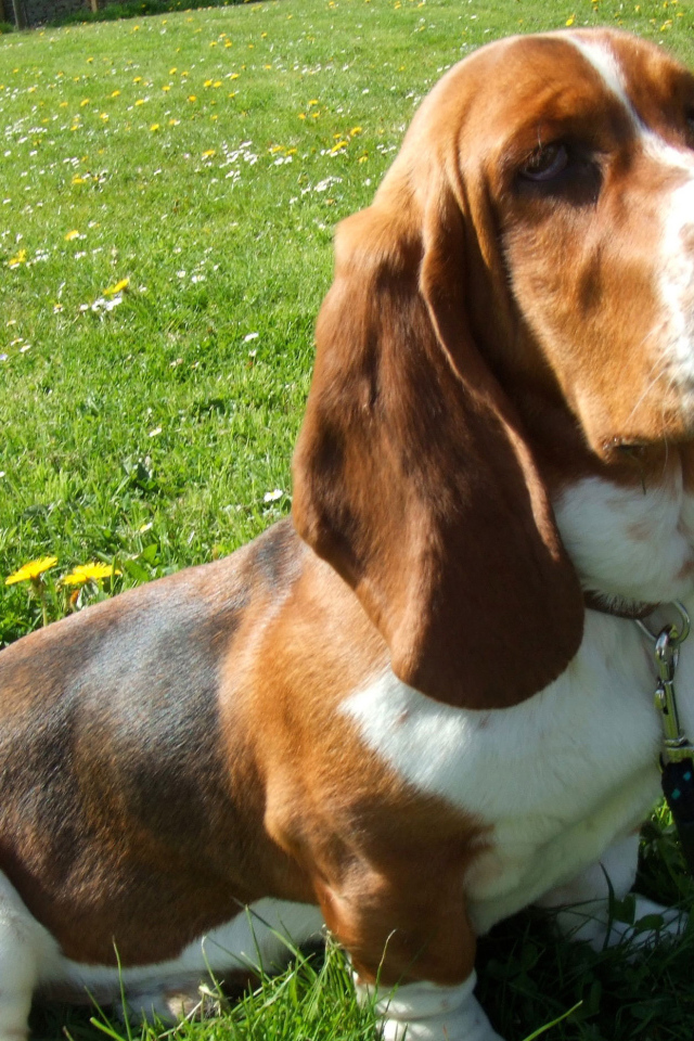 Бассет-хаунд сидит на траве