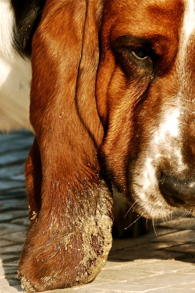 Бассет-хаунд испачкал уши в песке