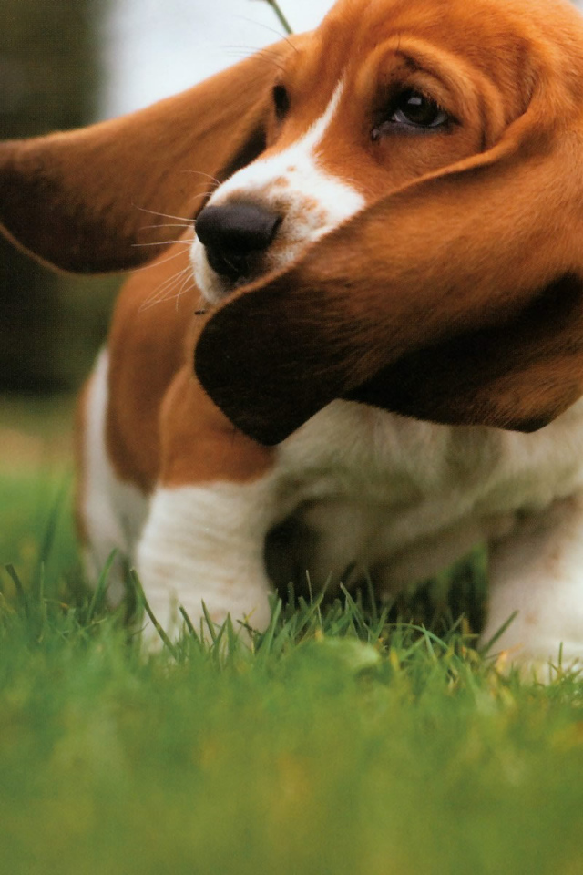 Бассет-хаунд размахивает ушами