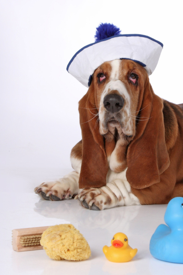 Бассет-хаунд в костюме моряка