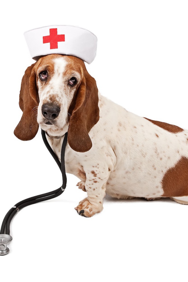 Бассет-хаунд в костюме медсестры