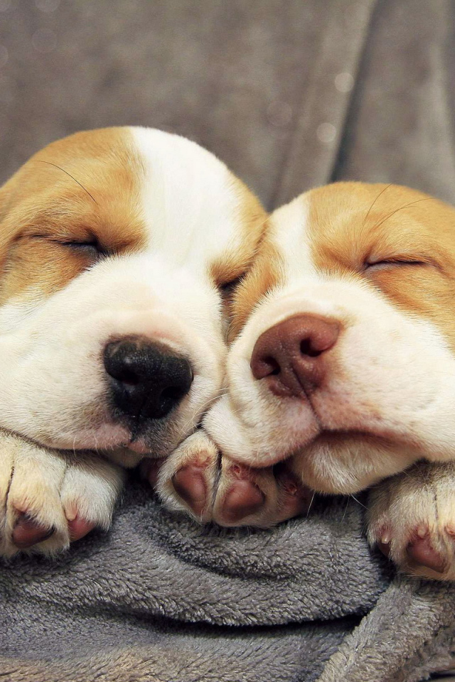 Щенки бассет-хаунда сладко спят