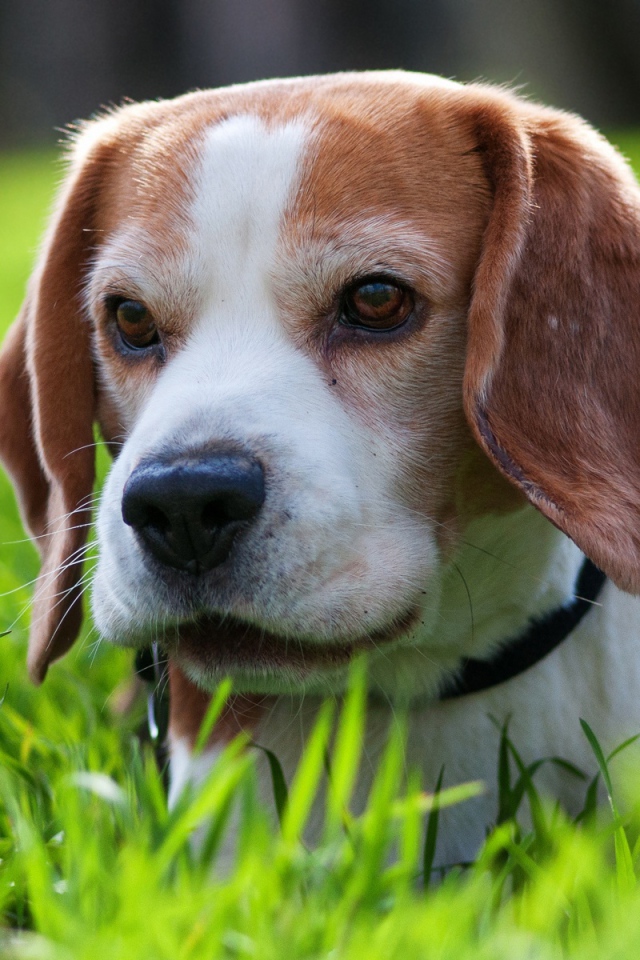 Милая собака породы бигль спряталась в траве