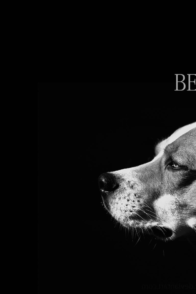 Собака породы бигль, чёрно-белая картинка