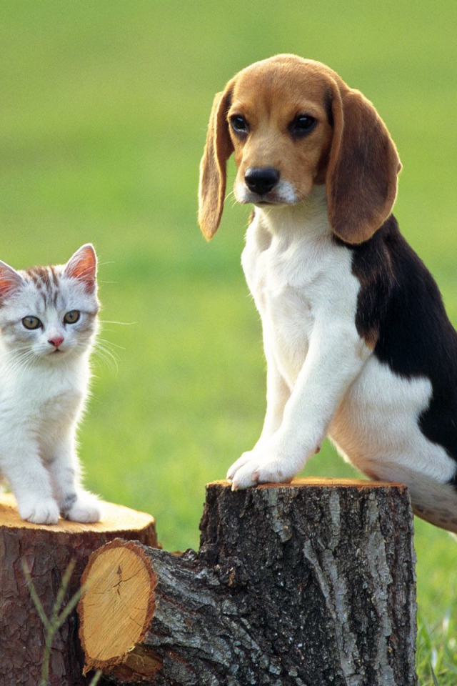 Собака породы бигль и котёнок