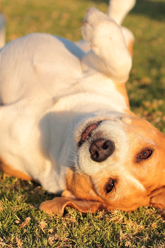 Собака породы бигль развалилась на траве
