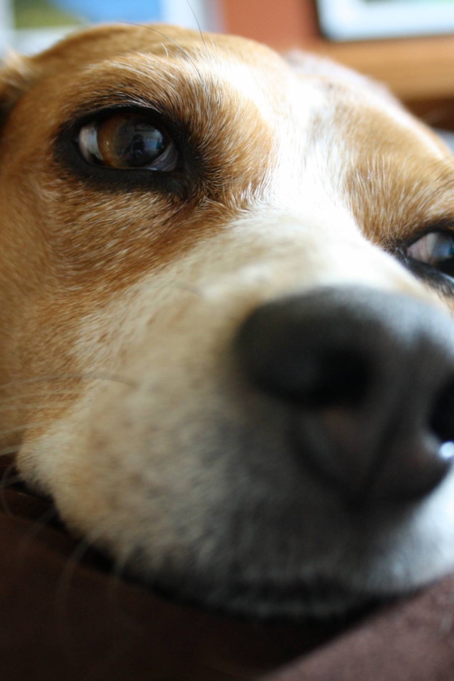 Собака породы бигль мечтает о косточке