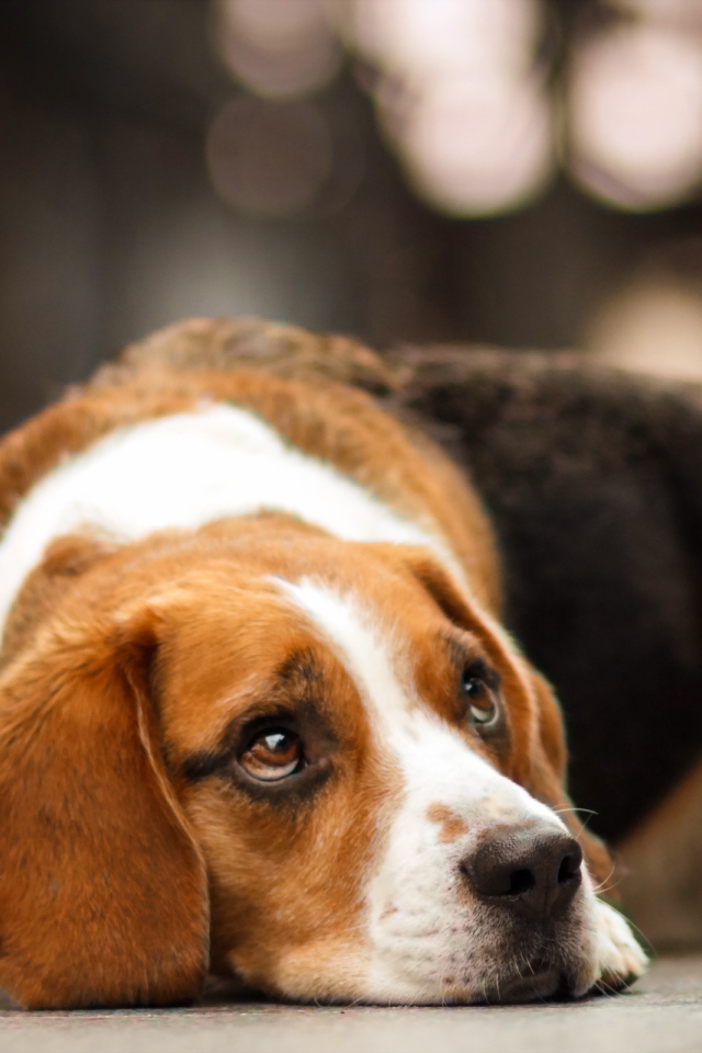 Собака породы бигль мечтает о чём-то