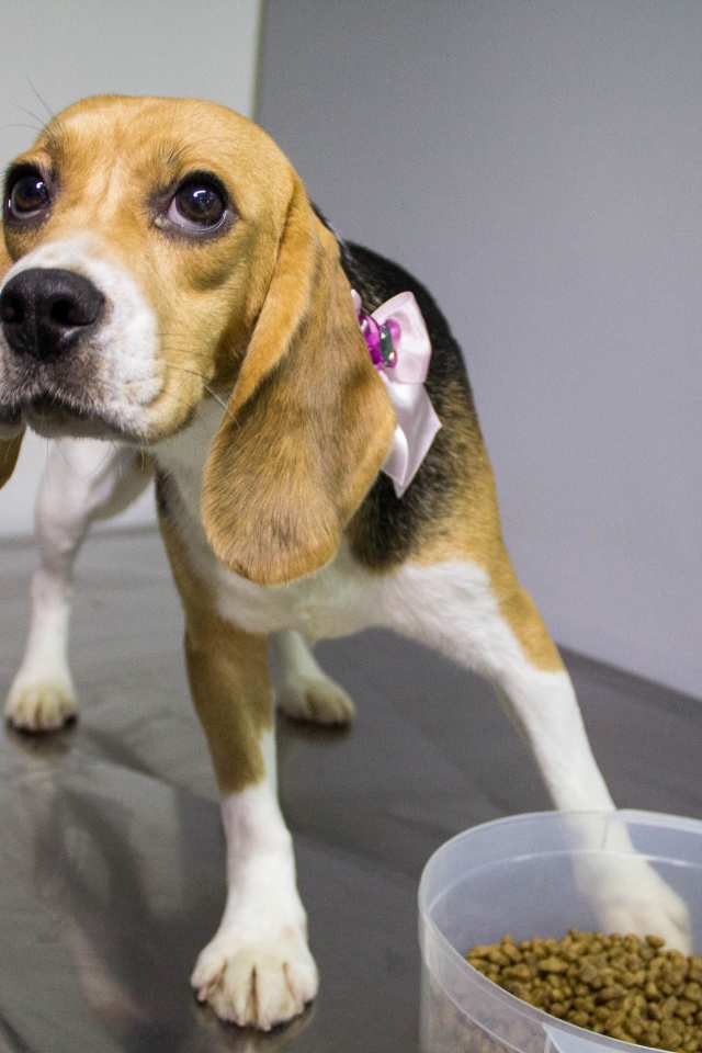 Собака породы бигль собирается поесть