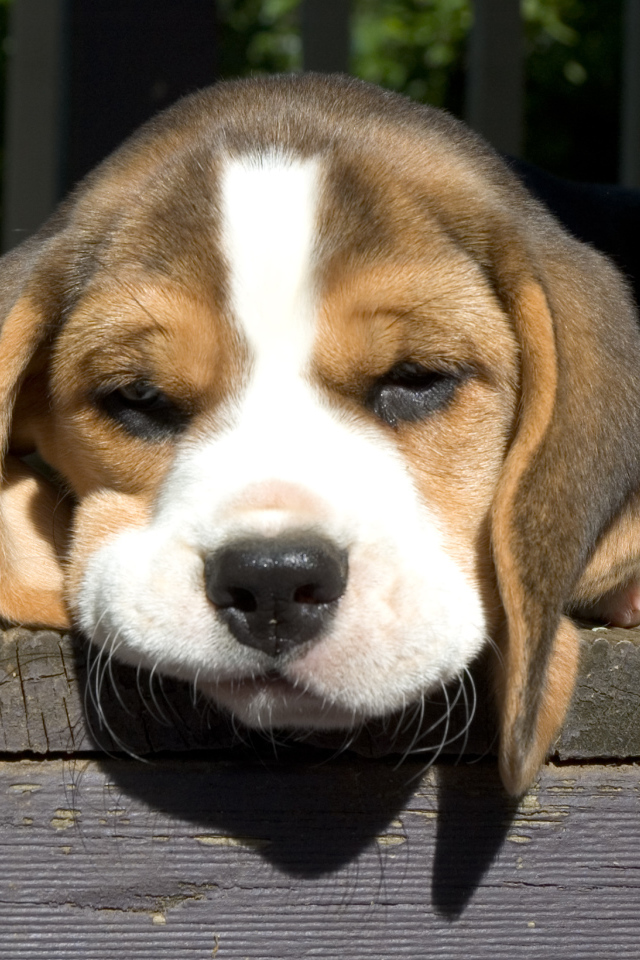 Собака породы бигль грустит