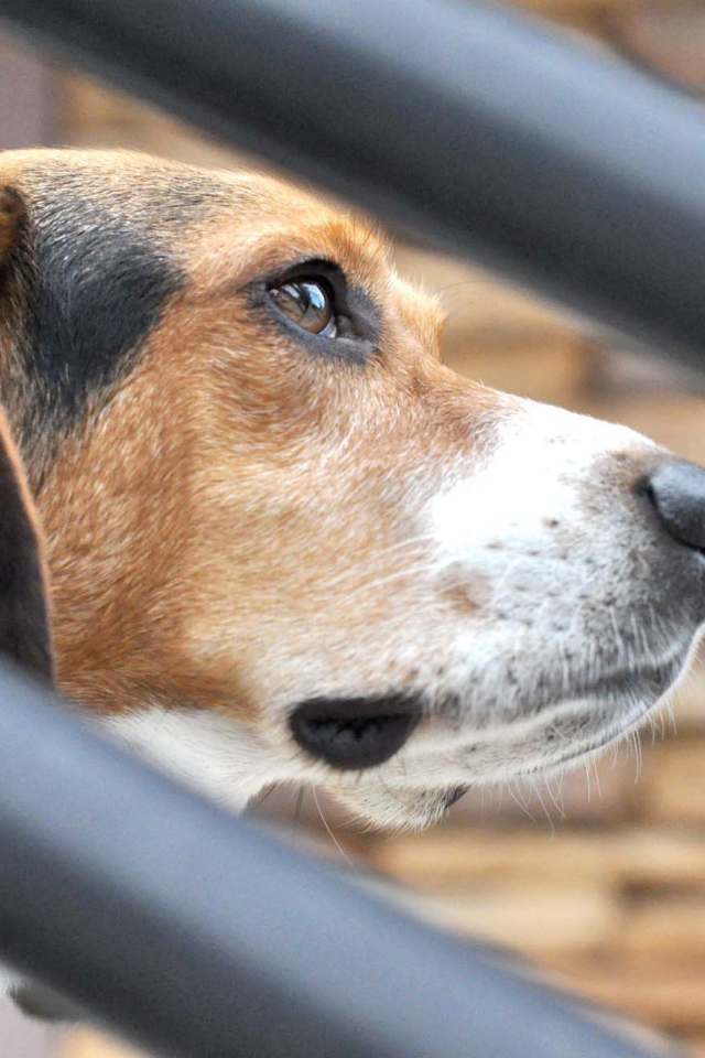 Собака породы бигль о чём-то задумалась