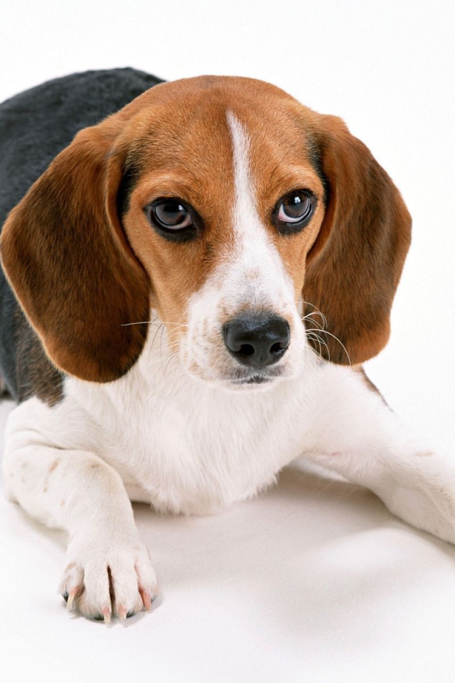 Собака породы бигль лежит на белом фоне