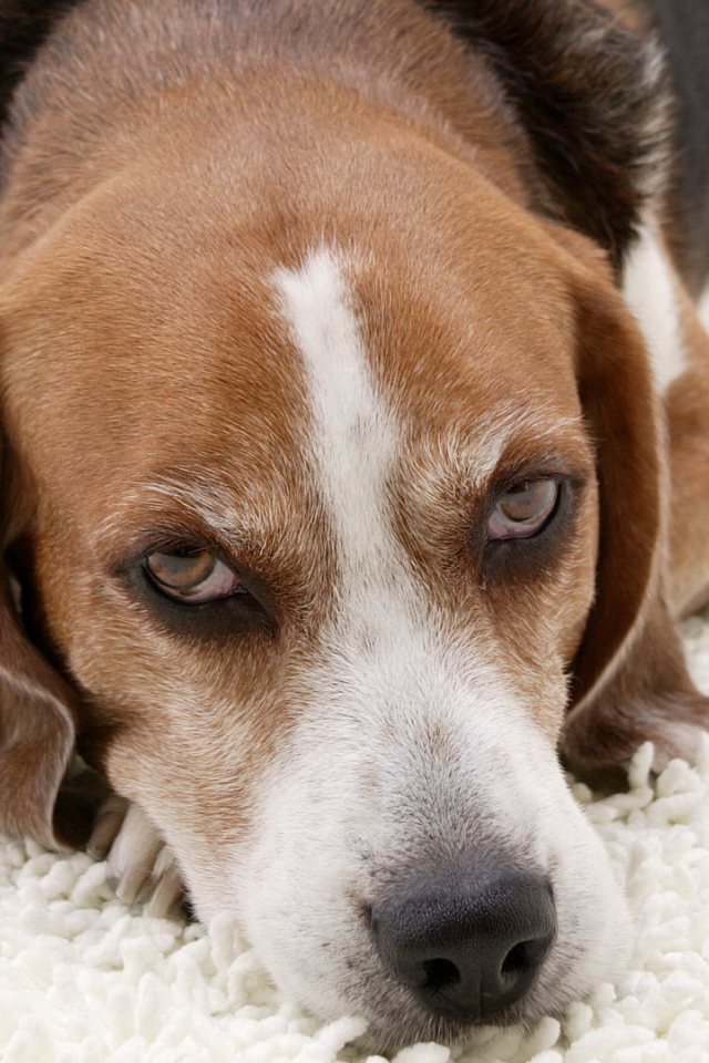 Собака породы бигль лежит на белом ковре