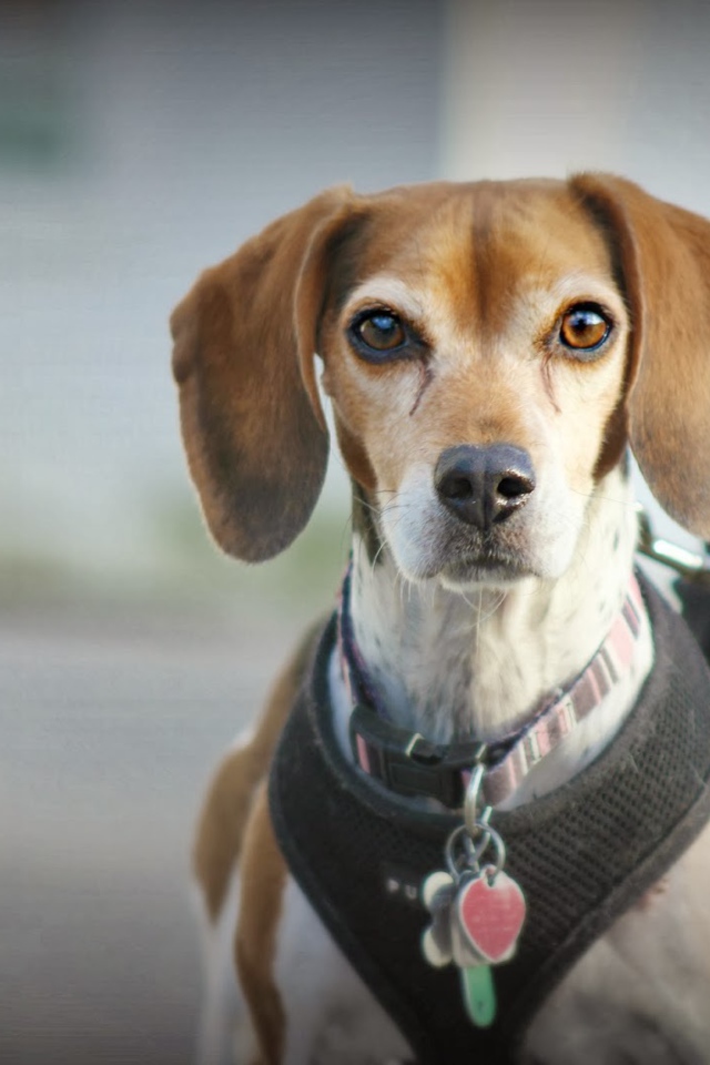 Собака породы бигль на поводке