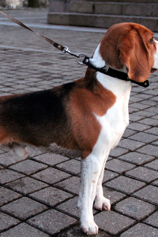 Собака породы бигль на тротуаре