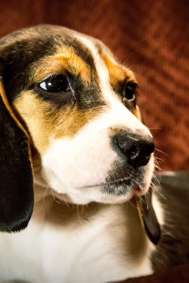 Портрет собаки породы бигль на коричневом фоне