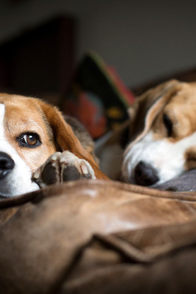 Собаки породы бигль отдыхают на коричневом диване