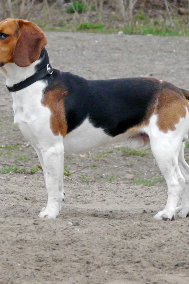 Собака породы бигль кого-то увидела