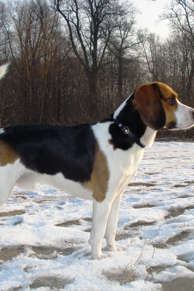 Beagle dog saw someone in winter