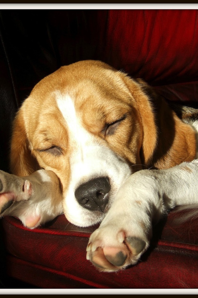 Собака породы бигль спит на бордовом диване