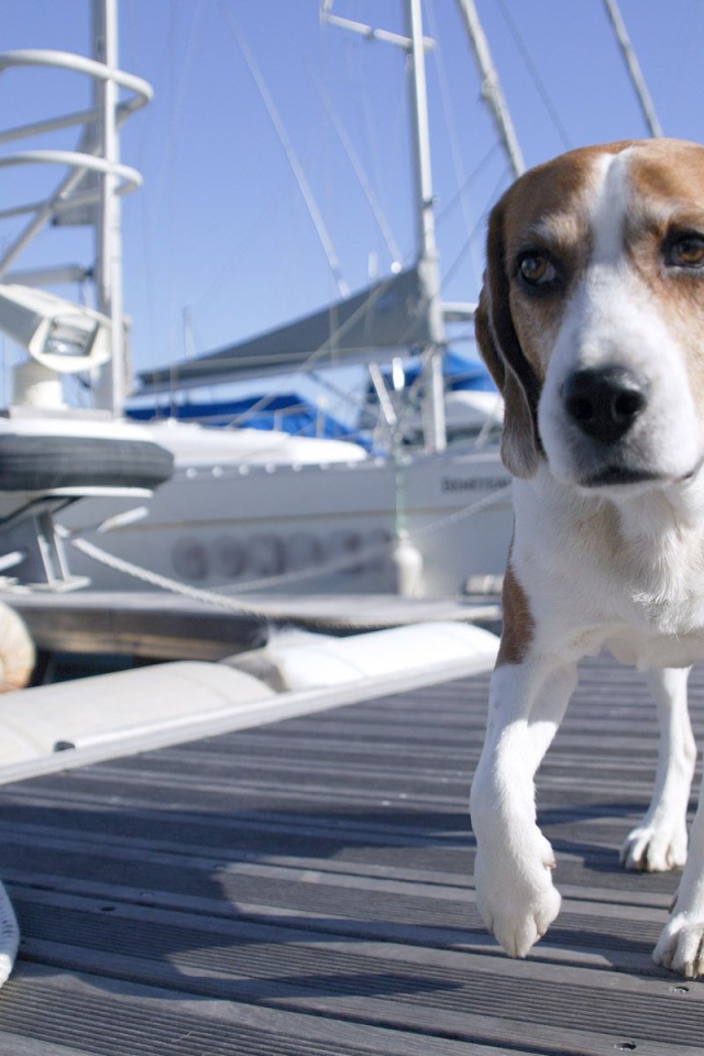 Собака породы бигль идёт по мостику