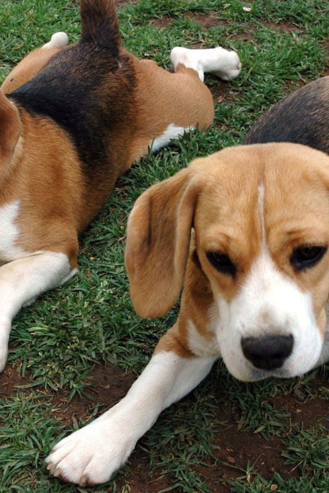 Собаки породы бигль отдыхают на траве