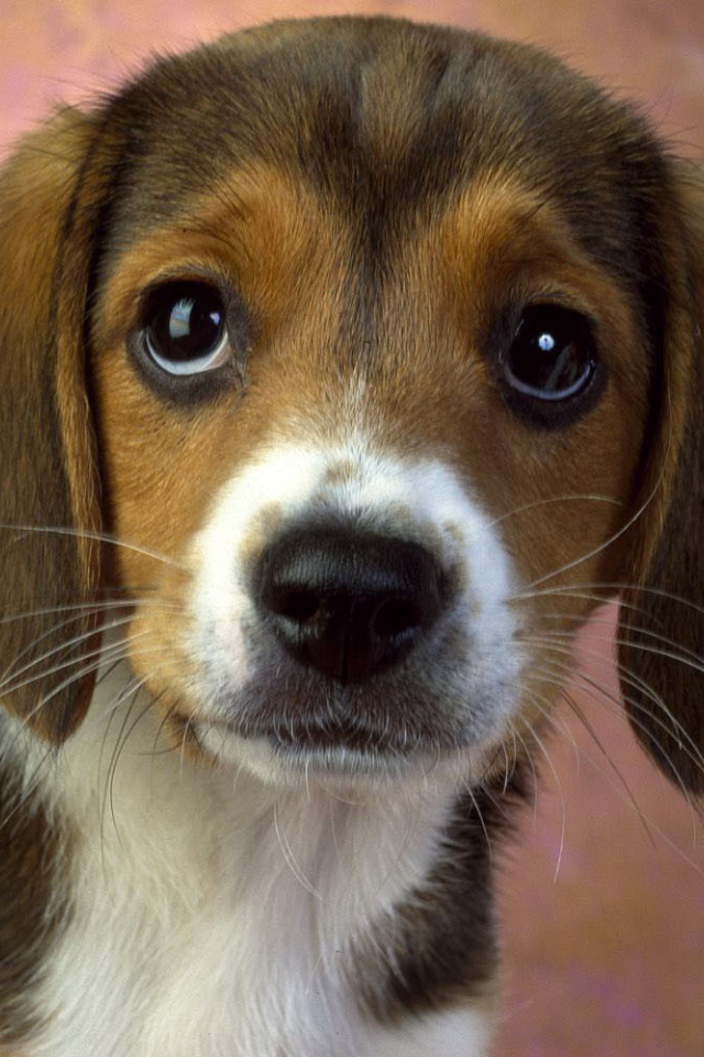 Щенок породы бигль смотрит на хозяина