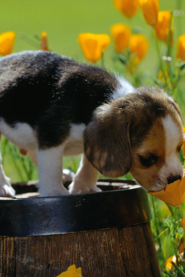 Щенок породы бигль нюхает цветок