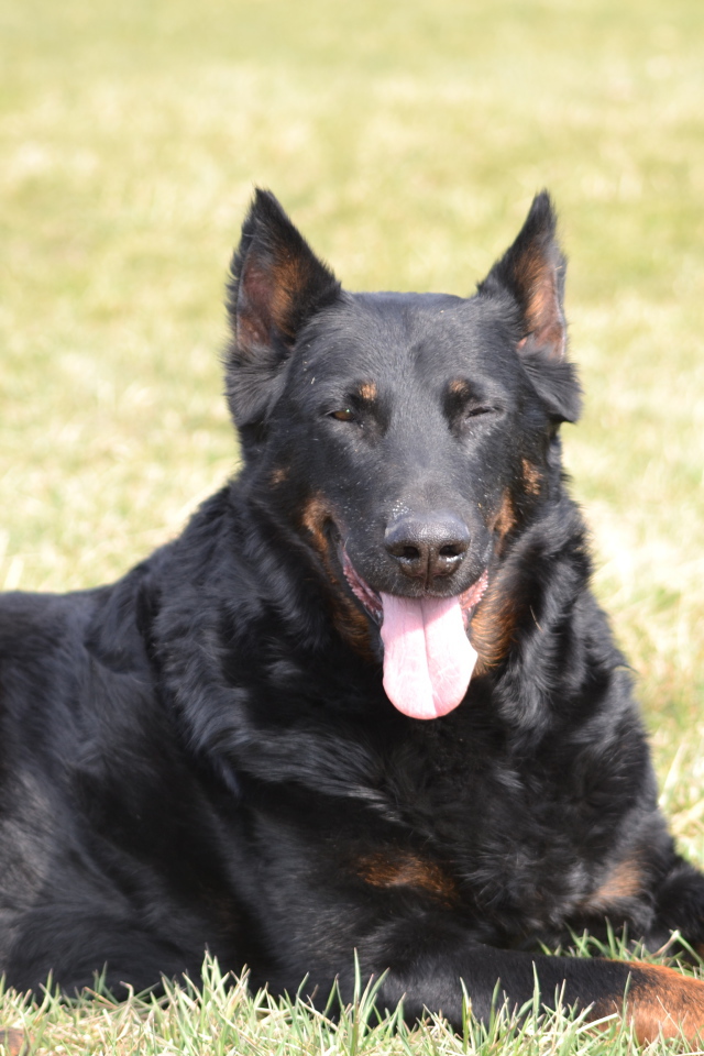 Собака босерон и её щенки