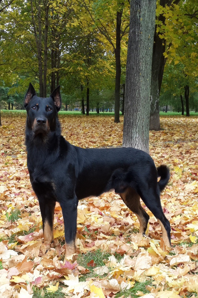 Красивый босерон в осеннем лесу