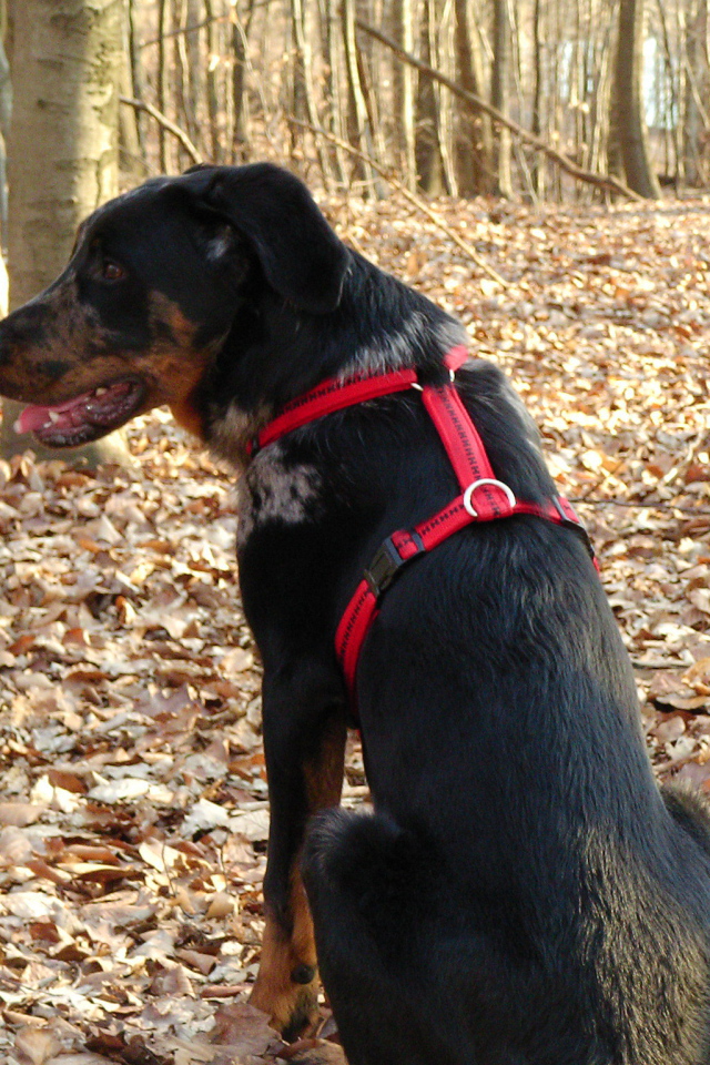 Босерон в осеннем лесу