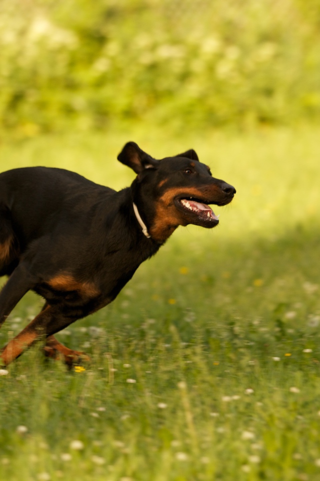 Босерон  бежит сломя голову