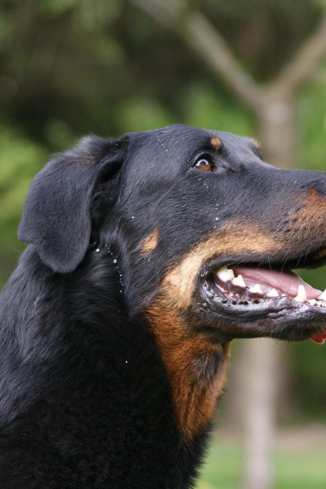 Босерон на фоне деревьев