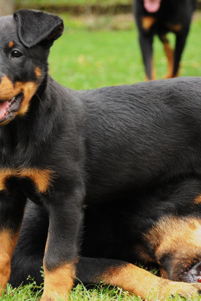 Щенок босерона и его мама