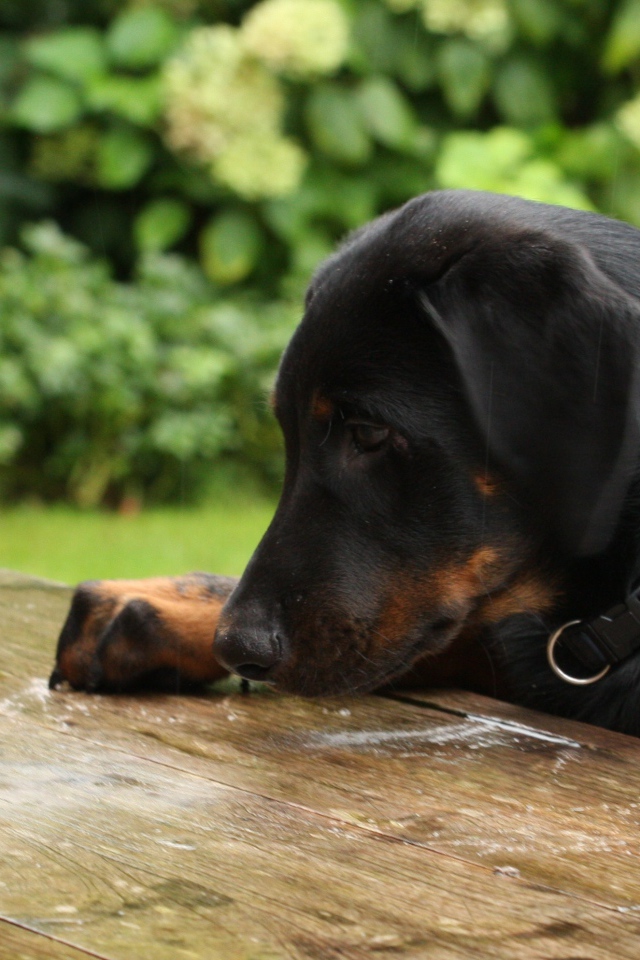 Щенок босерона что-то нашёл на столе