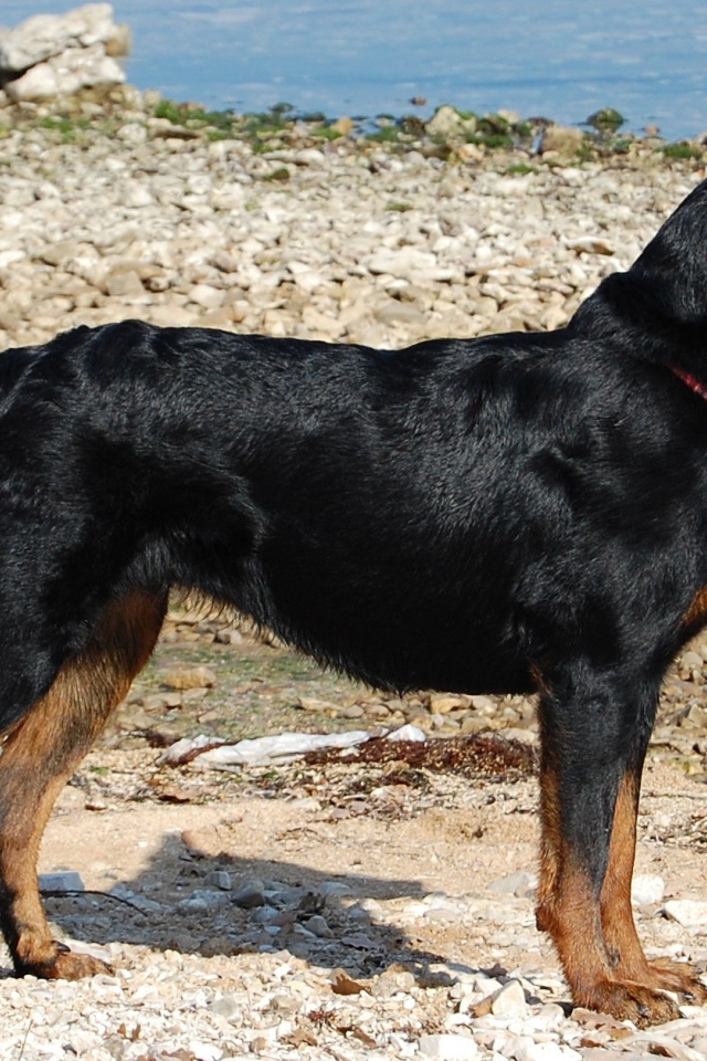 Босерон стоит на каменистом берегу