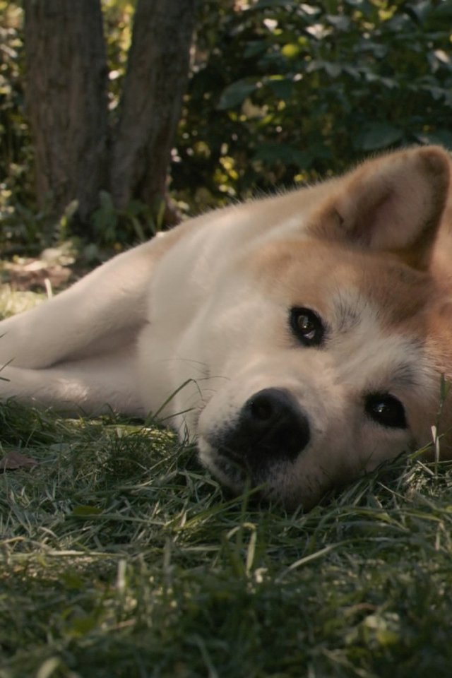 Красивая акита-ину лежит на траве