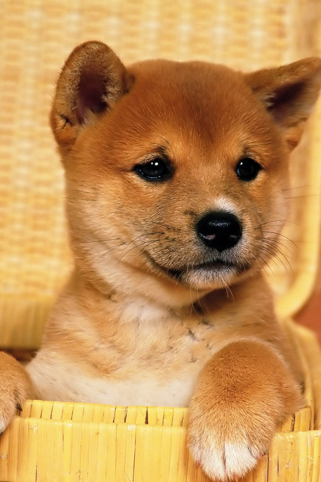 Красивый щенок акита-ину в корзине