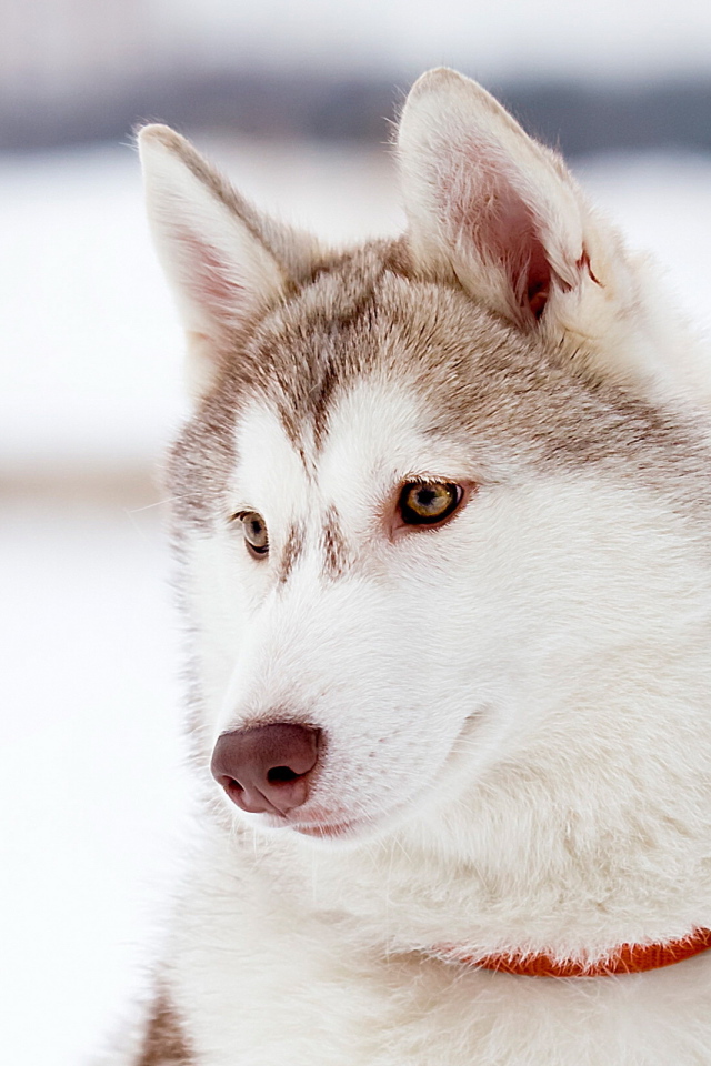 Красивый аляскинский маламут светлого окраса