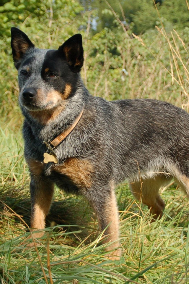 Красивая австралийская пастушья собака