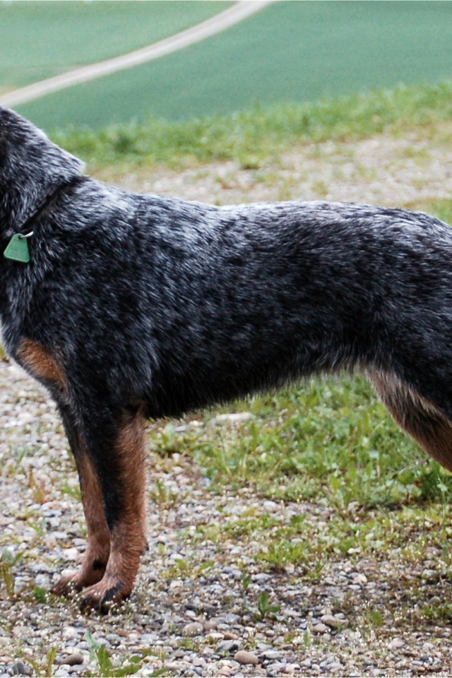 Красивая австралийская пастушья собака в стойке