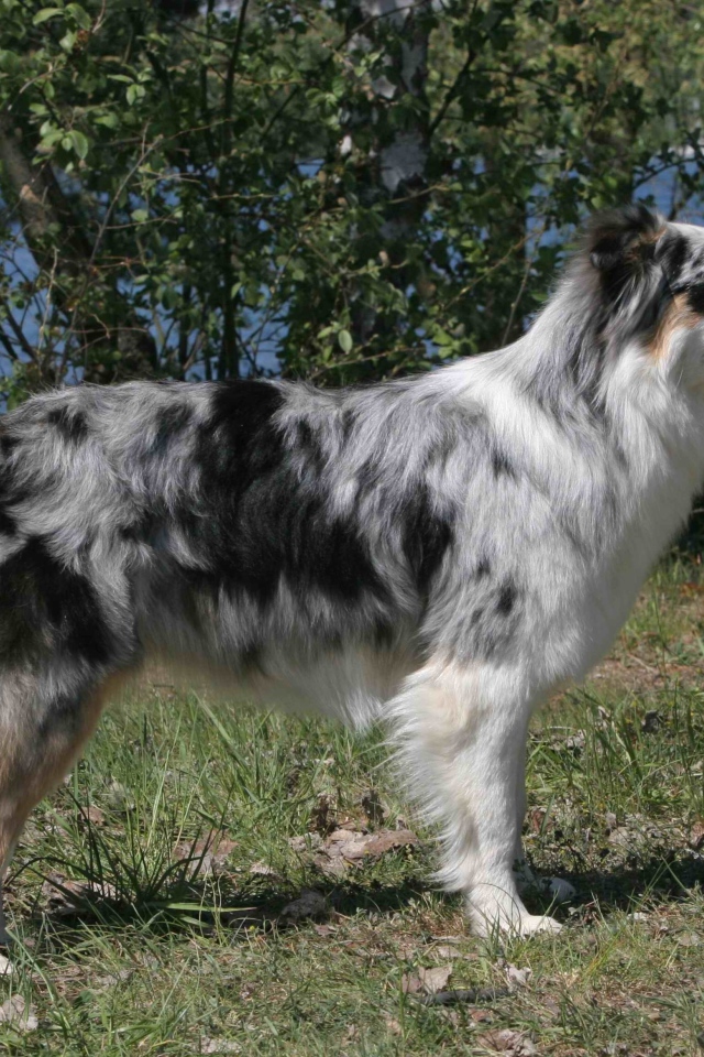 Красивая австралийская овчарка