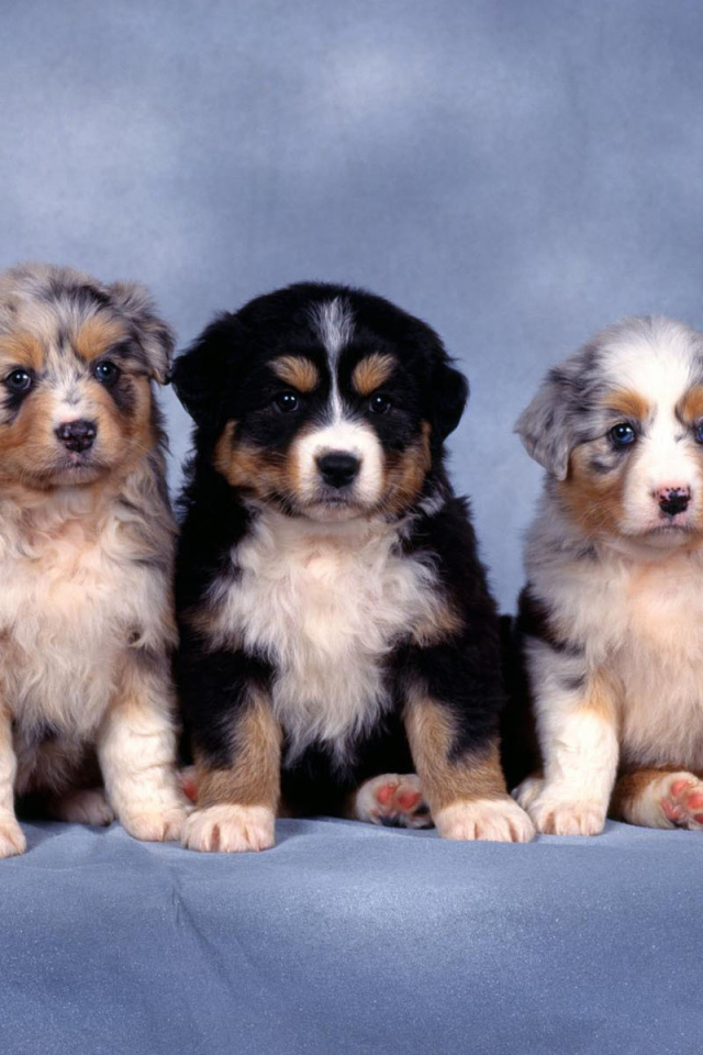 Красивые щенки австралийской овчарки