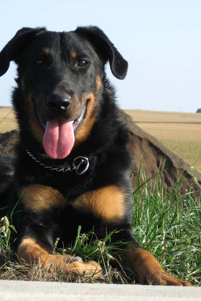 Красивый босерон лежит на фоне поля