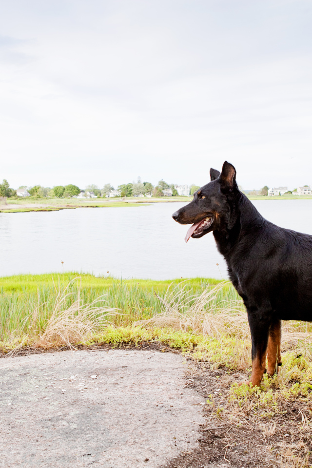 Красивый босерон на фоне озера