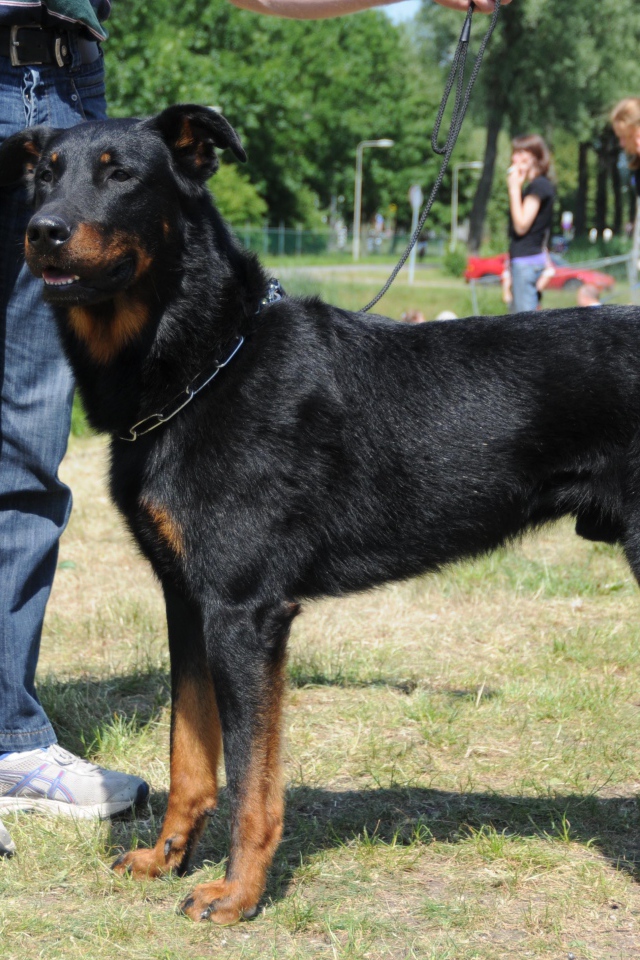 Красивый босерон и его хозяин