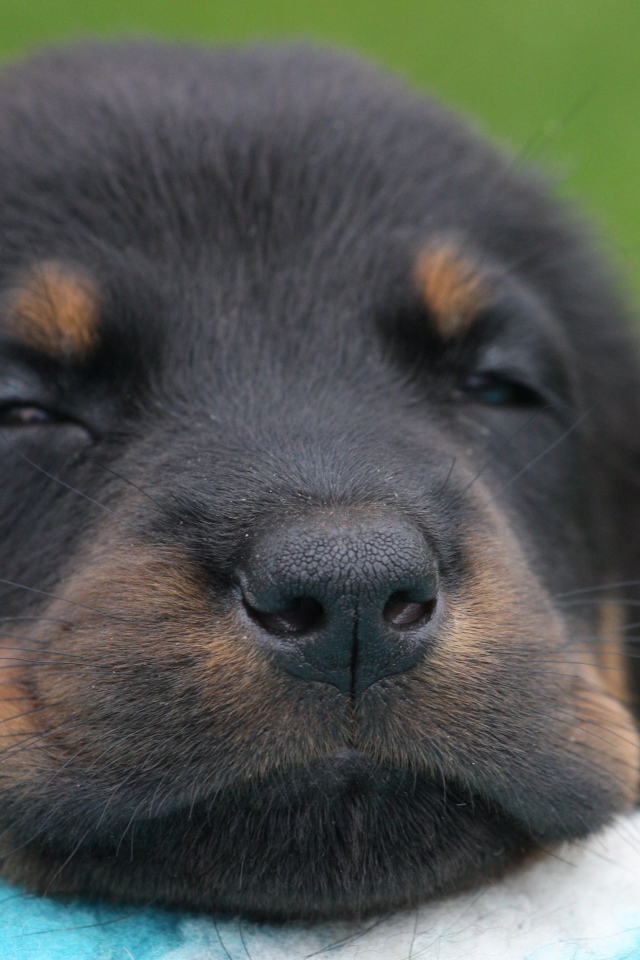 Красивый щенок босерона засыпает