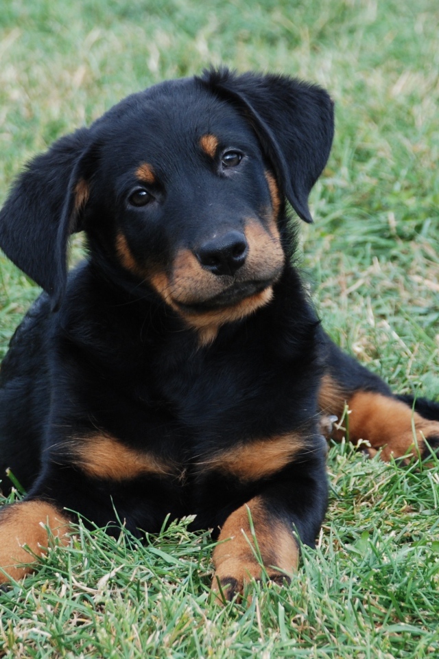 Красивый щенок босерона лежит на лужайке