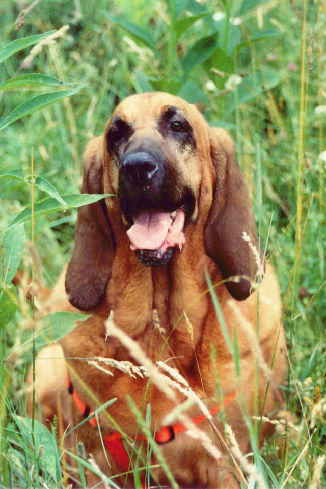 Красивый бладхаунд в высокой траве