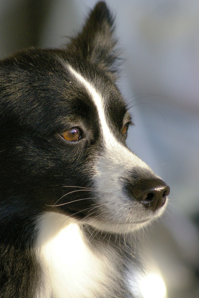 Красивая бордер-колли